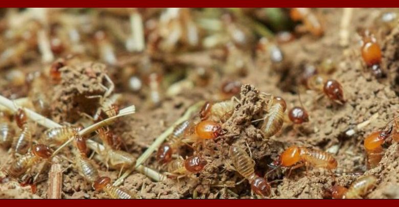 شركة الصفرات لمكافحة النمل الابيض بالرياض